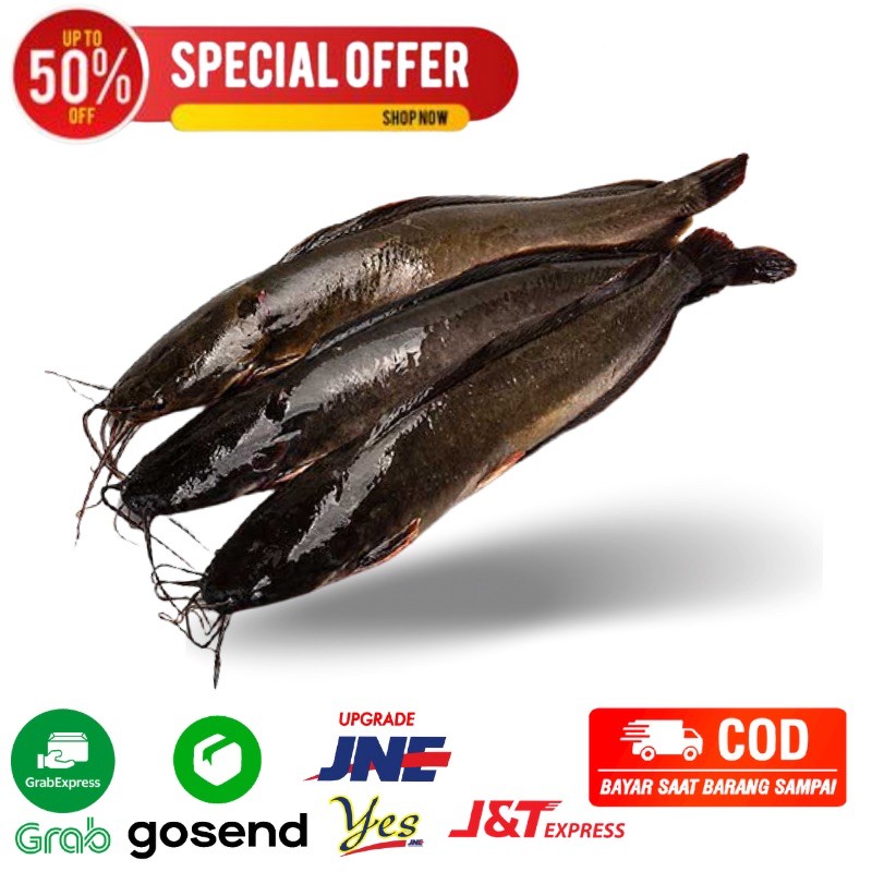 ikan lele 500 gram lele fresh segar bandung