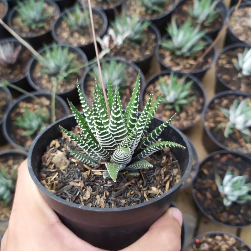 Sukulen Haworthia Zebra Ekor Cicak Bebas Pilih