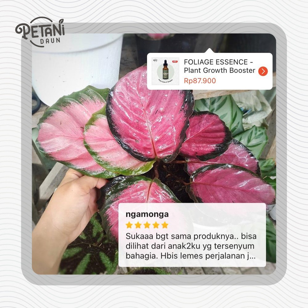 FOLIAGE ESSENCE - Plant Growth Booster Serum (Serum Tanaman Pupuk Organik Cair hingga 100 Liter) Pupuk Tanaman | by Petani Daun