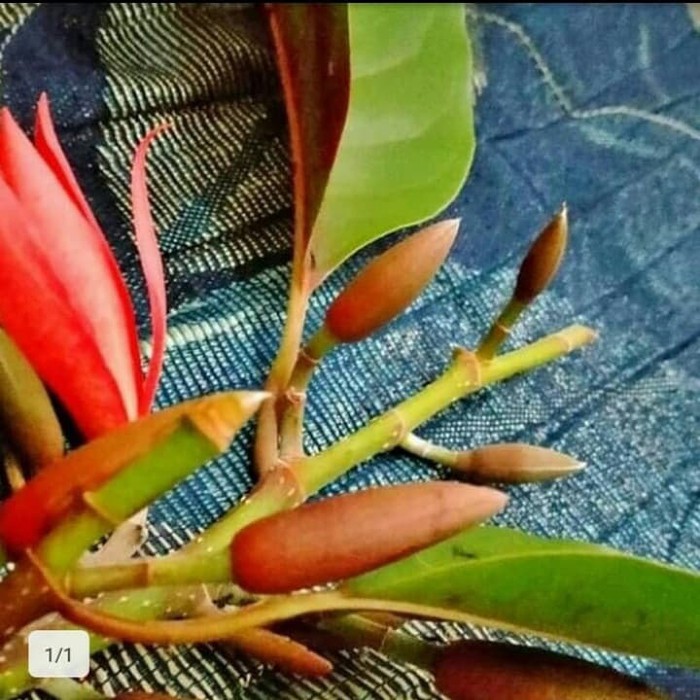 bibit bunga kantil merah