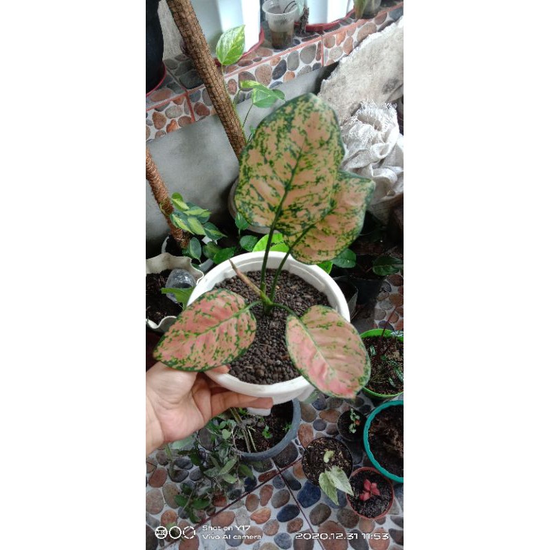 aglonema ruby orange