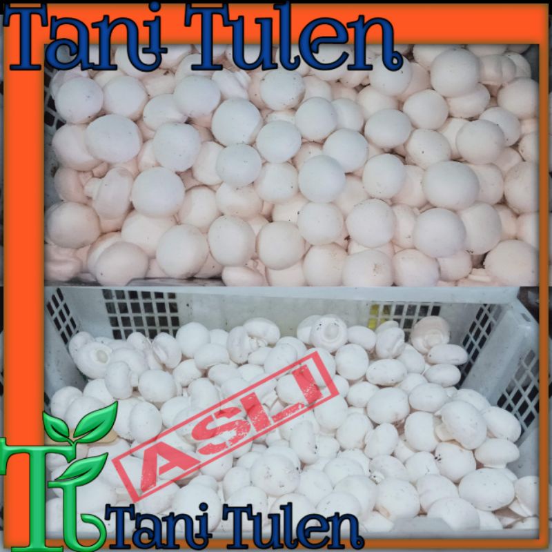 

JAMUR CHAMPIGNON Kwalitas Unggulan 2.5 Kg