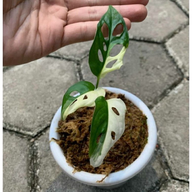 janda bolong varigata jepang