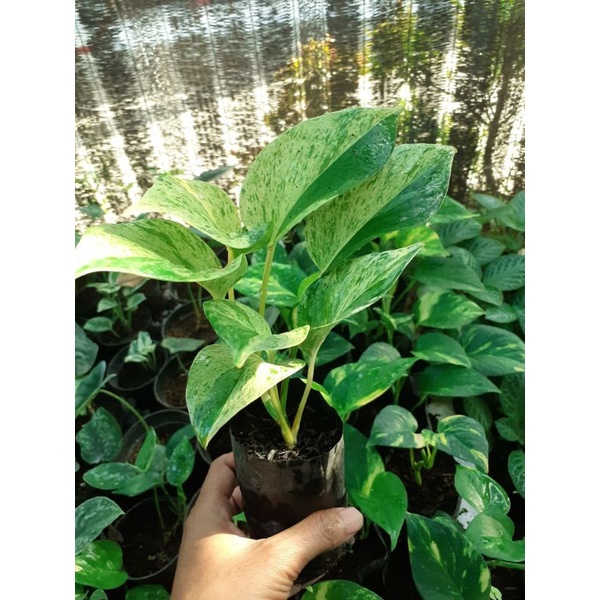 Sirih Gading Marble Queen