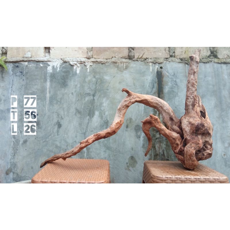 kayu santigi ukuran besar