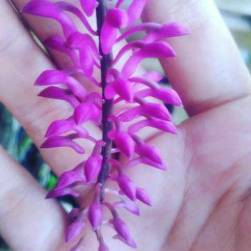 anggrek dendrobium scundum