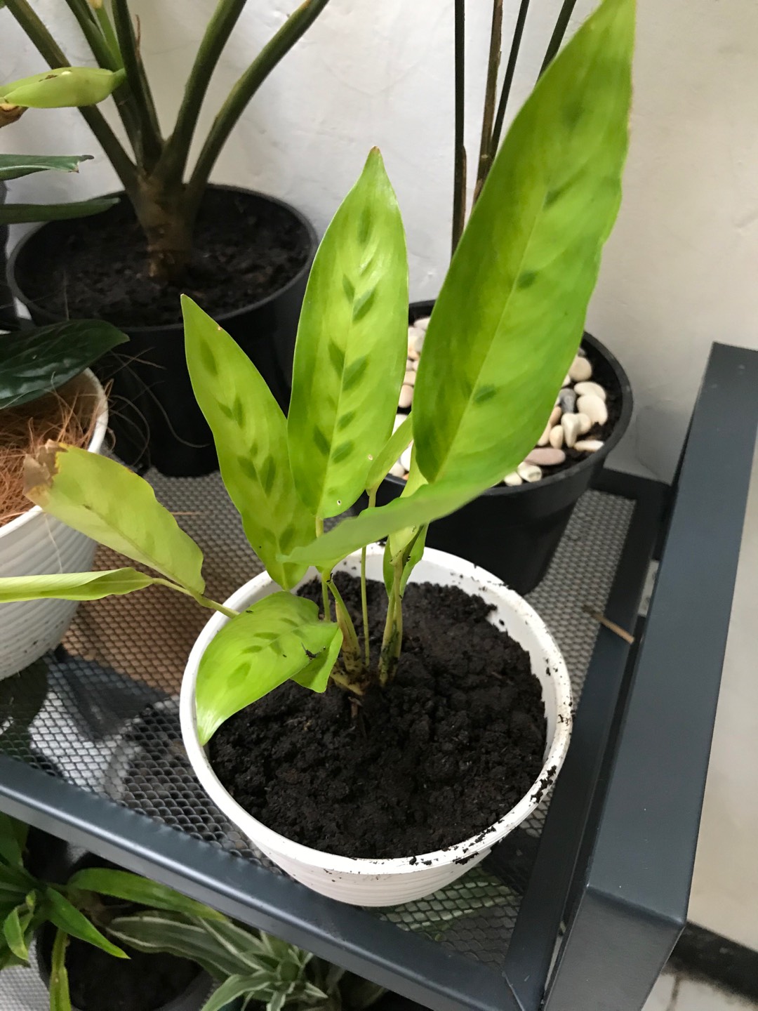 Tanaman Indoor Chalatea Leopardina