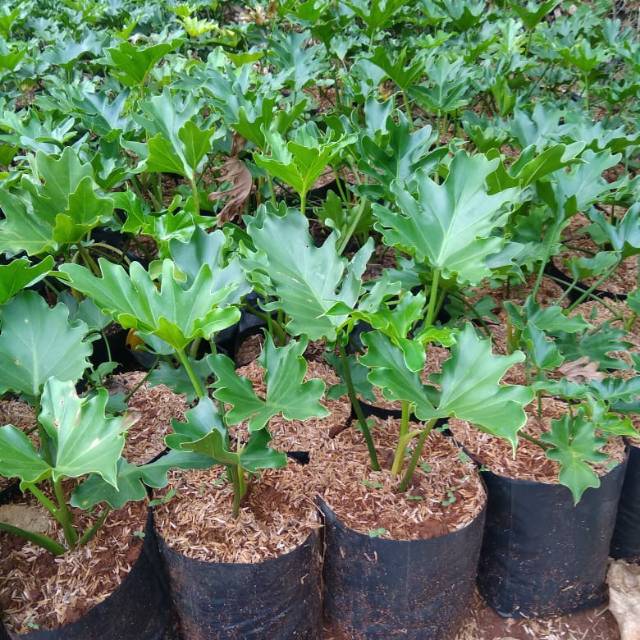 Tanaman hias vilo dendrum Shopee Indonesia Tanaman hias vilo dendrum Shopee Indonesia