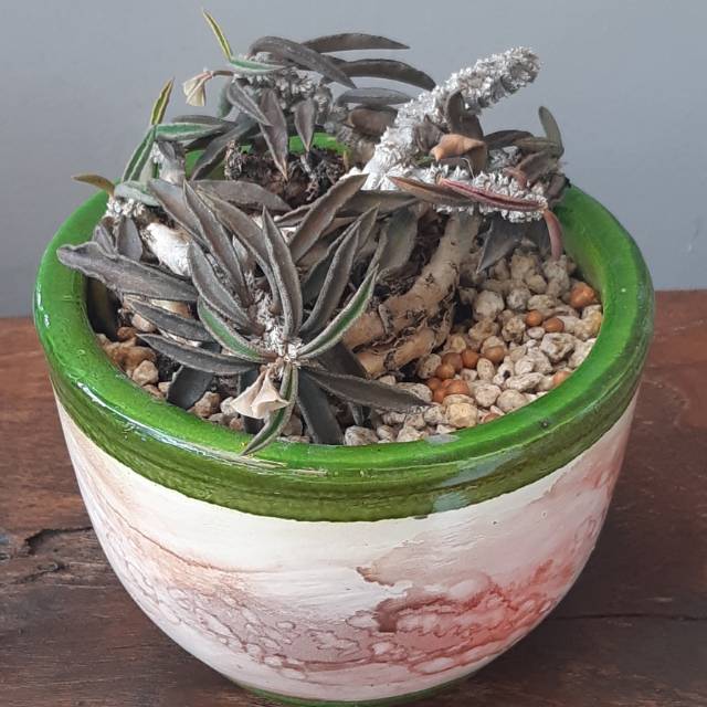 

Euphorbia Cylindrifolia