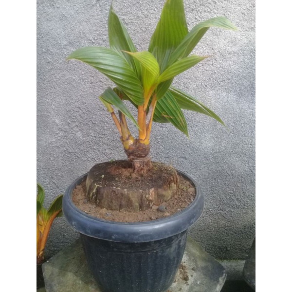 kelapa cabang 2 gading oren