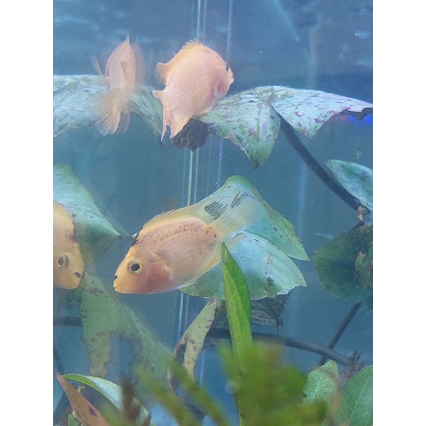 ikan perot parrot yellow kuning