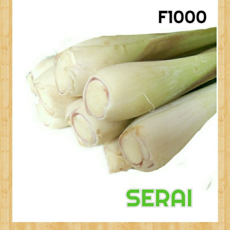 

serai/sereh bumbu herbal segar 1 kg