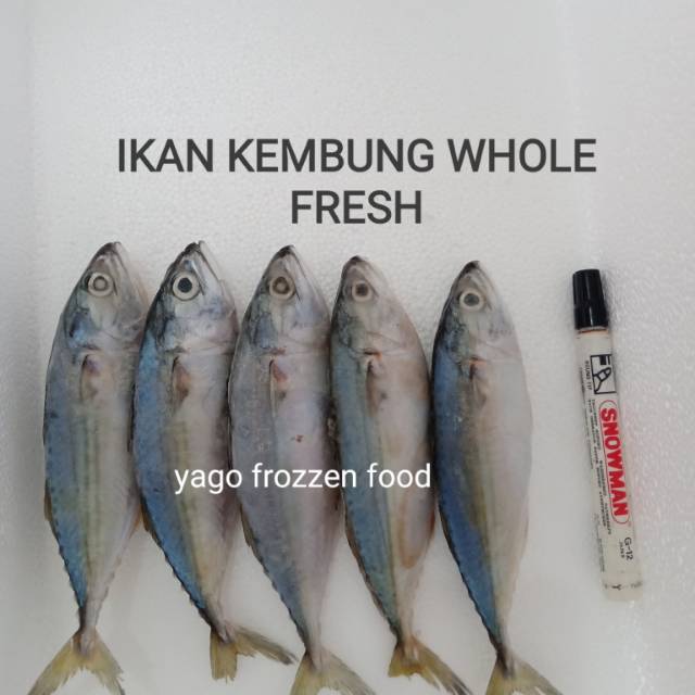 

Ikan Kembung Whole Fresh 1KG isi 6-8-10