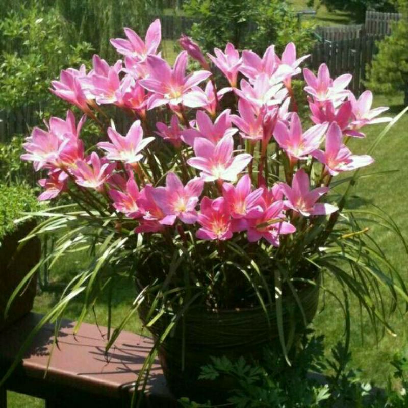 paket murah 10 biji umbi lili hujan