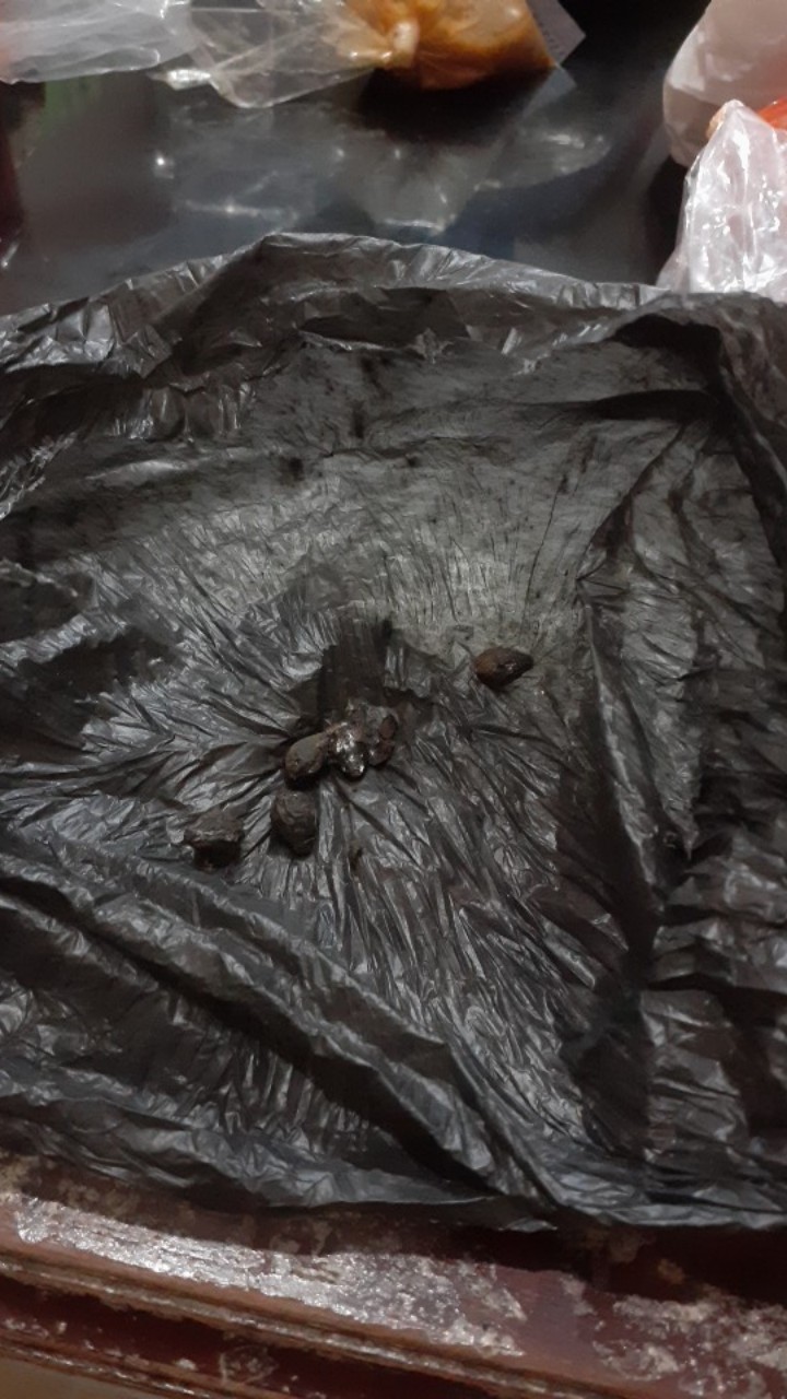 Bibit Biji Palem Merah Lipstick Palm