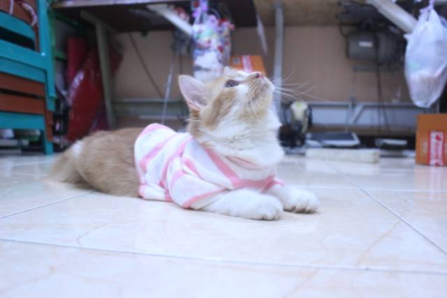 Baju rajut strip putih pink lucu untuk kucing dan anjing / baju kucing murah size S M L XL