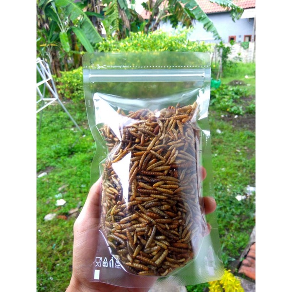 Maggot mangot kering 100gram maggot maggot premium kuning kemerahan pakan ikan koi louhan