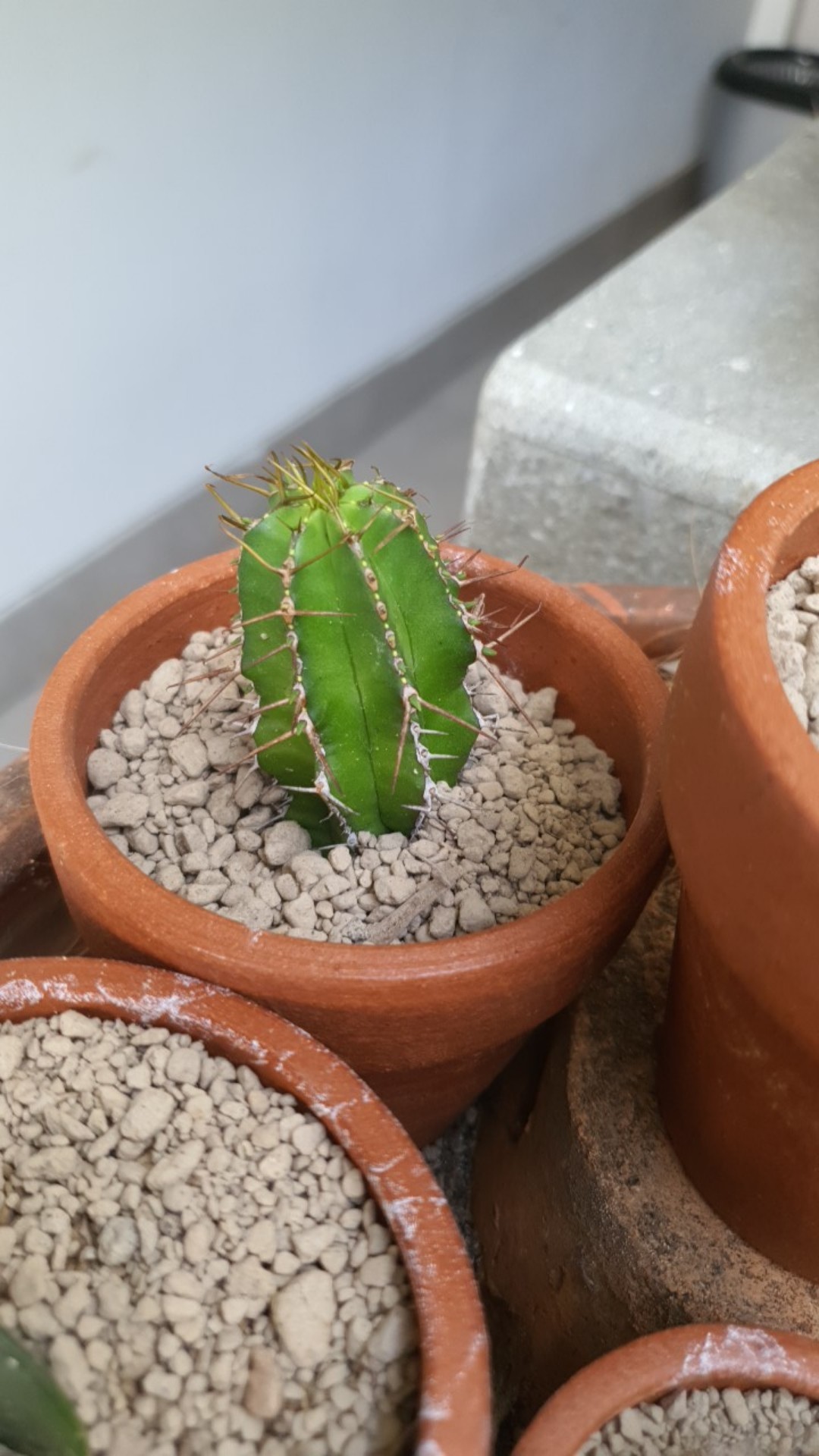 Kaktus Euphorbia Fruticosa