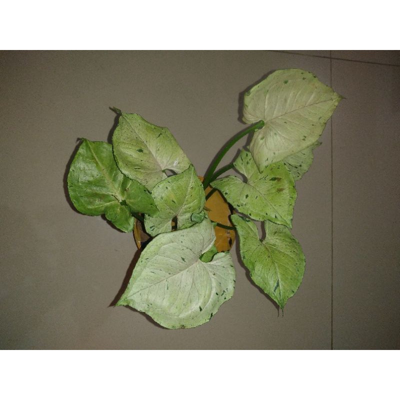 syngonium green splash