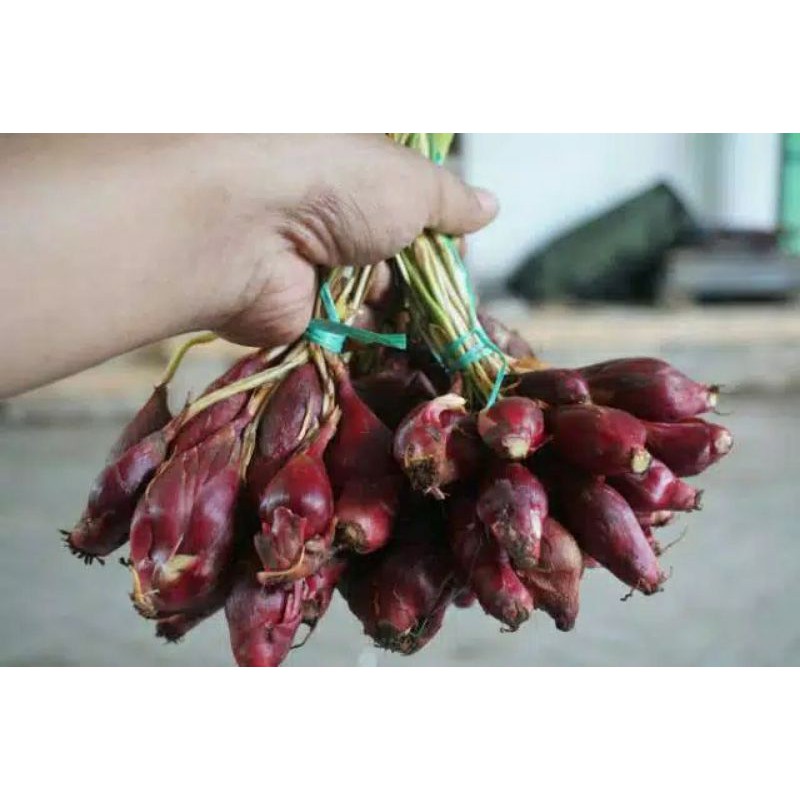 Herbal anti virus corona bawang dayak segar dan asli