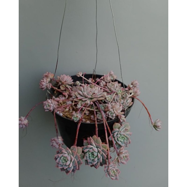 Sukulen Gantung Prolifica | Sukulen Anting Ratu