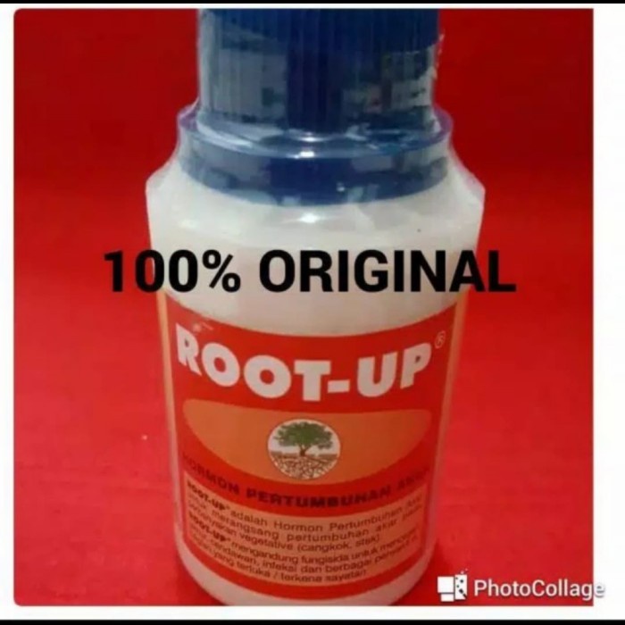 ZPT/PERANGSANGG AKAR/OBAT CANGKOK DAN STEK/ROOT UP TERBAIK