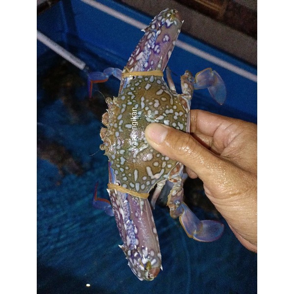 

portunus live kepiting rajungan segar bergaransi 1kg