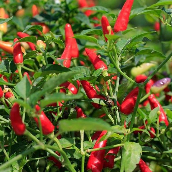 Benih CABE RAWIT RED (isi-3) Biji Bibit Cabai Pelita F1