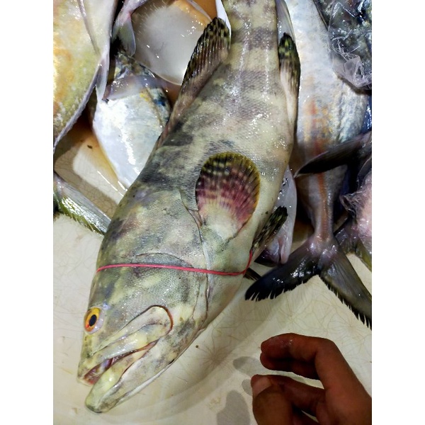

ikan kerapu segar