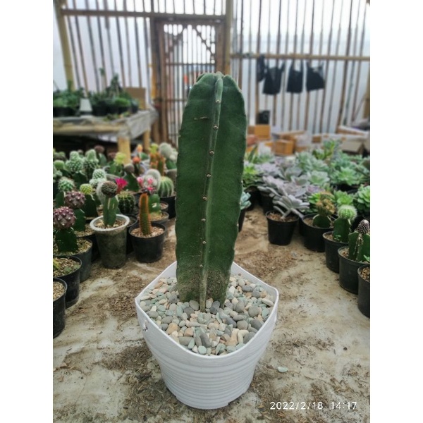 Kaktus Koboi 30cm sudah berakar