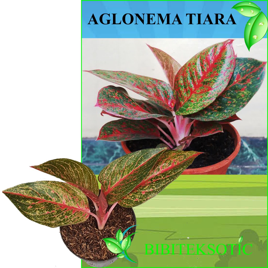 Tanaman Aglonema Tiara