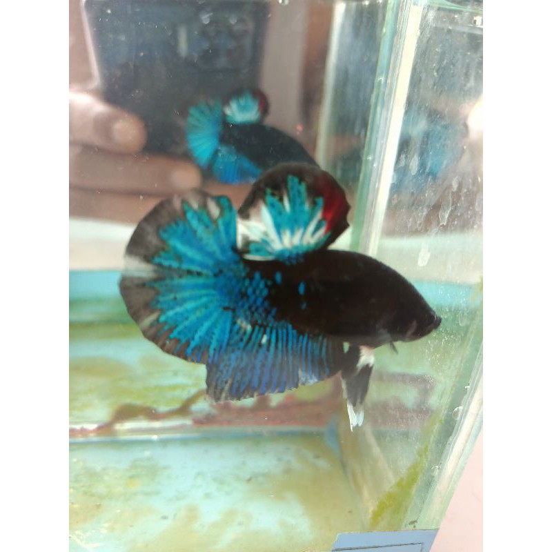 CUPANG BLACK STAR AVATAR TOP