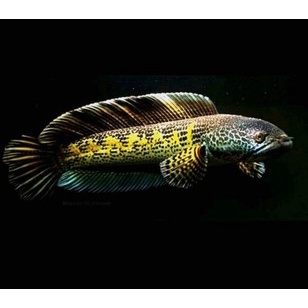 auranti 4-5cm grade A (cb) full pelet