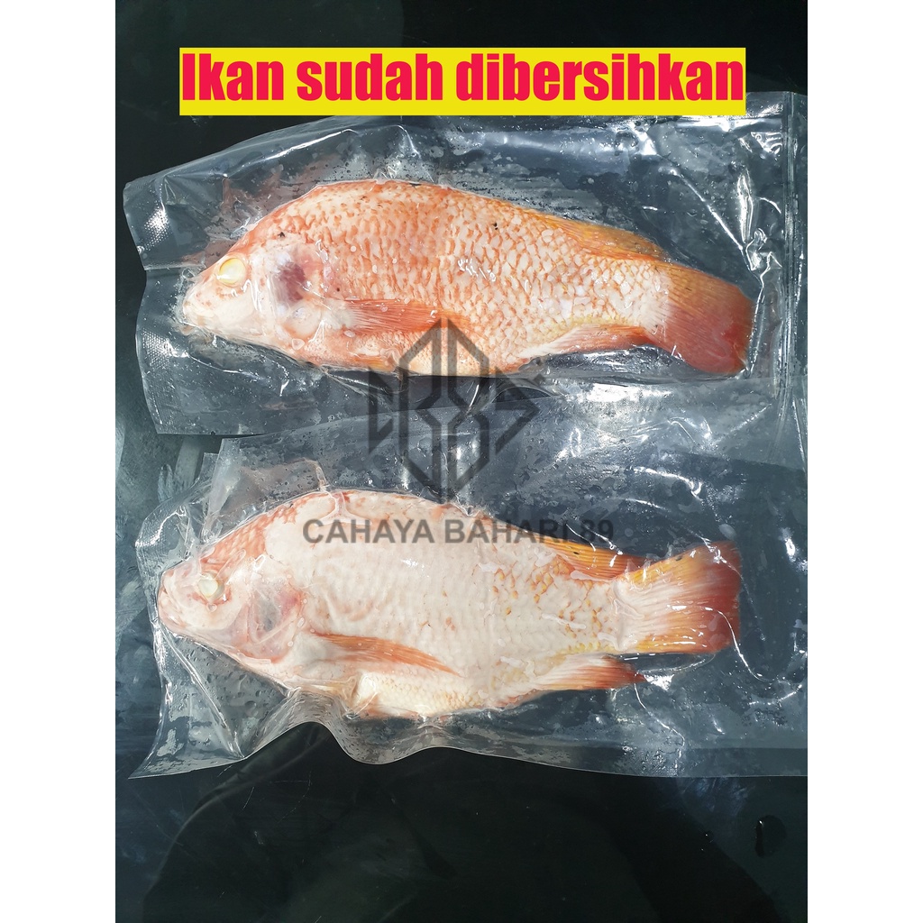 

Ikan Nila Merah Tilapia