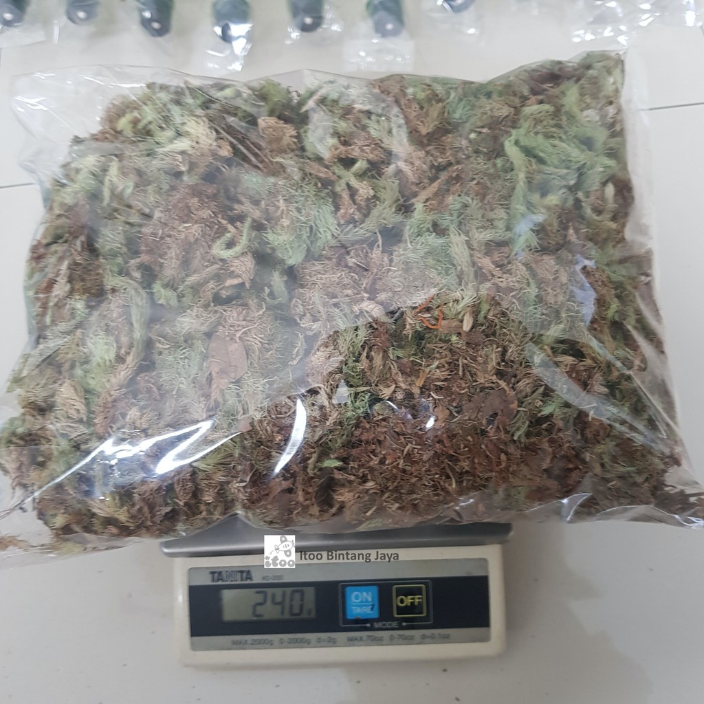 Moss Putih Hutan (200 gr) - Moss Putih Media Tanam Anggrek Lokal