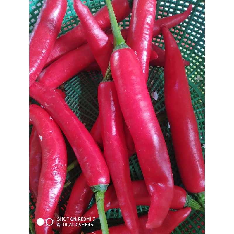 

cabe merah 100 gram
