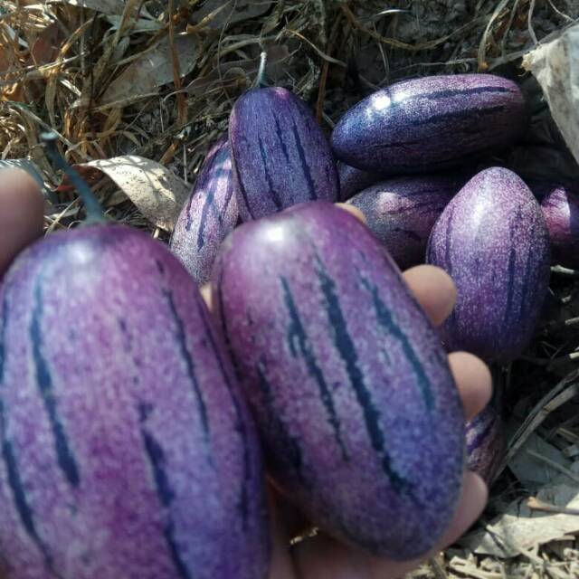 

Buah Pepino Fresh 1kg - Dipetik Dadakan Dari Kebun