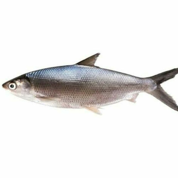 

Ikan Bandeng 1kg