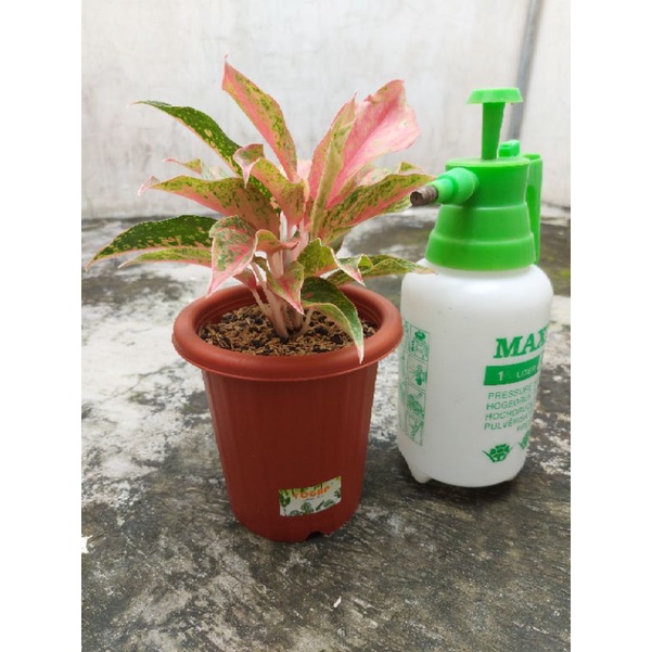 Aglaonema Red Moon Rumpun