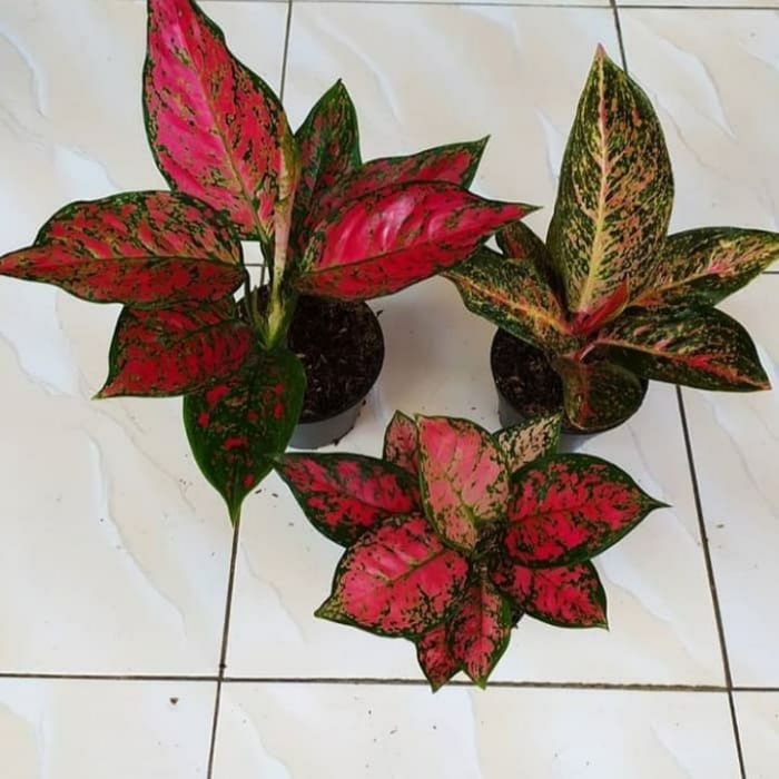 paket 3 tanaman hias aglonema red king / suksom - Tiara - dut anjamani