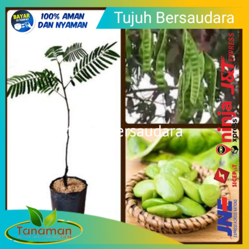 BIBIT TANAMAN PETE BIBIT PETAI UNGGUL POHON PETE PETAI