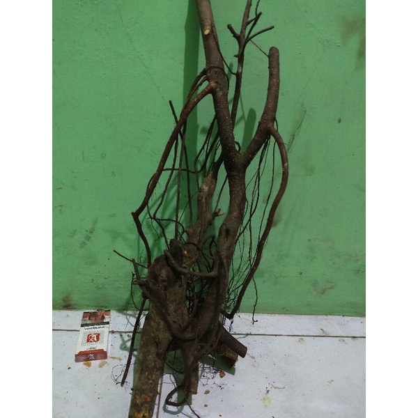 bahan bonsai dongkelan iprik karakter