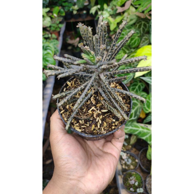Sukulen Kalanchoe / Sukulen toke / Sukulen langka