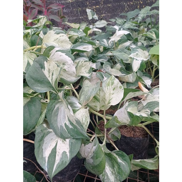 Sirih Manjula / Epipremnum Manjula