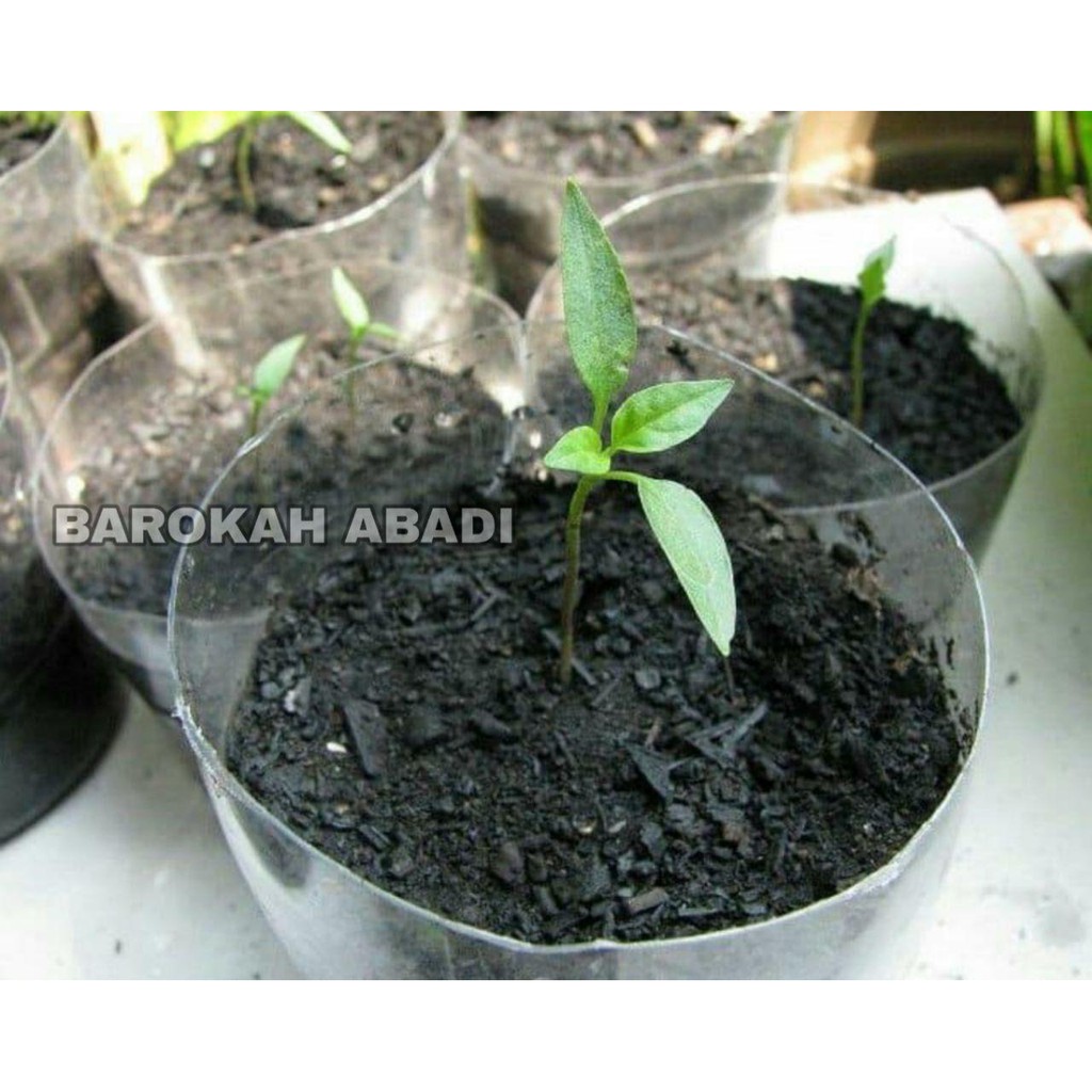 Benih Bibit Biji Rainbow Chili Cabai Cabe Pelangi SEROJA 2 bj