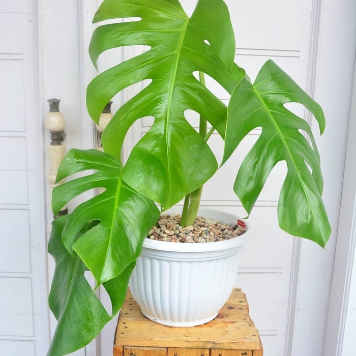 Tanaman Hias Bibit Monstera Deliciosa Pohon Monstera Deliciosa Shopee Indonesia