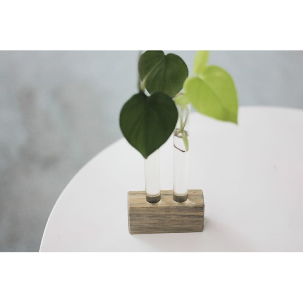 Vas Bunga Kayu Air Propagasi Vas Kaca Propagasi Vas Water Propagation Wadah Tabung Reaksi Baru