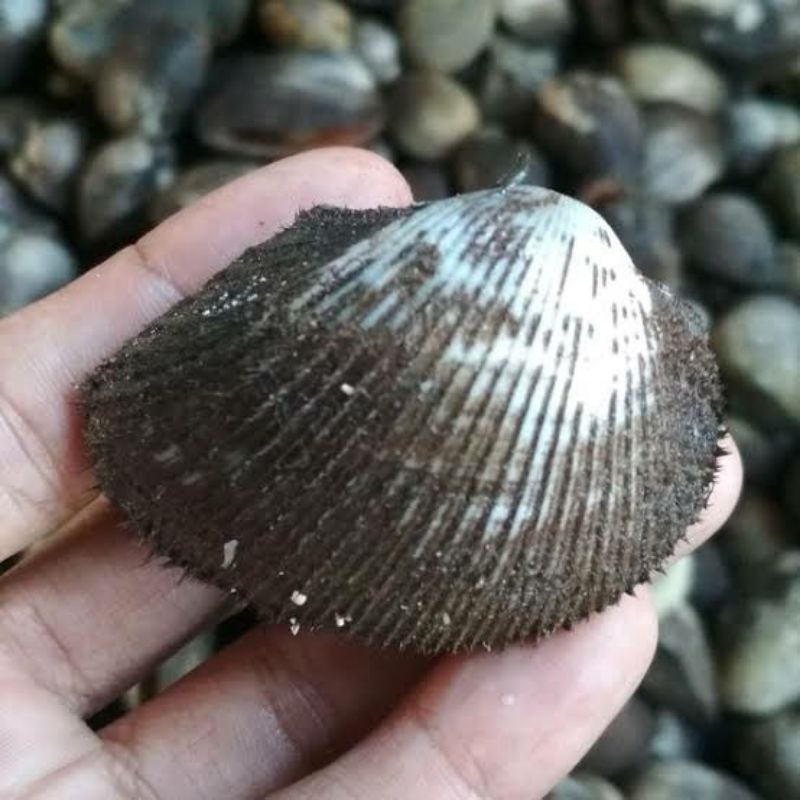 

kerang bulu 1kg fresh / kerang laut / aneka kerang