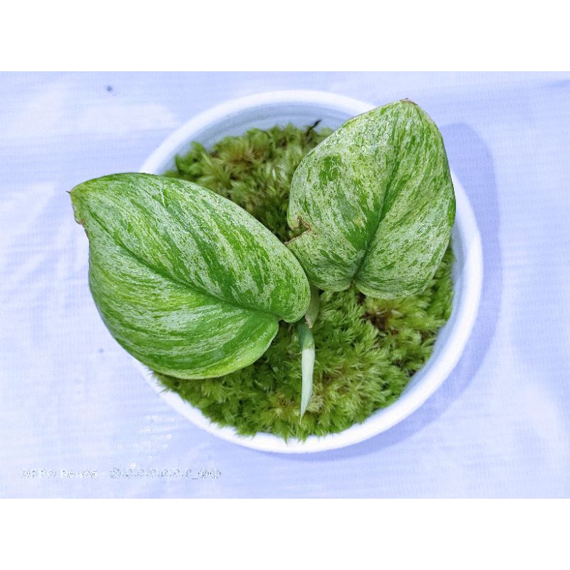 Scindapsus Moonlight Varigata