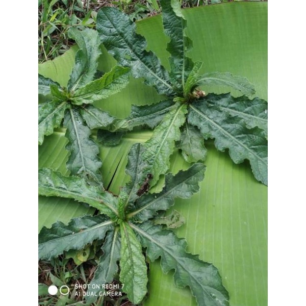 

jual daun tapak liman fresh 100 grm